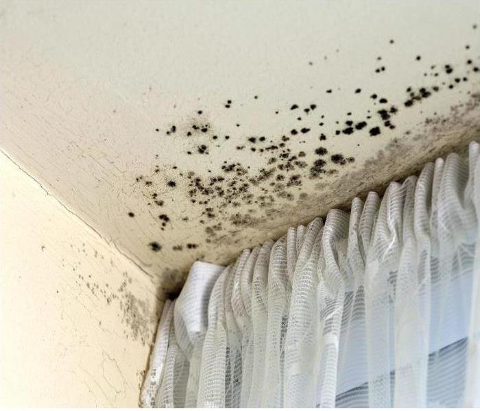 Mold growing on a ceiling