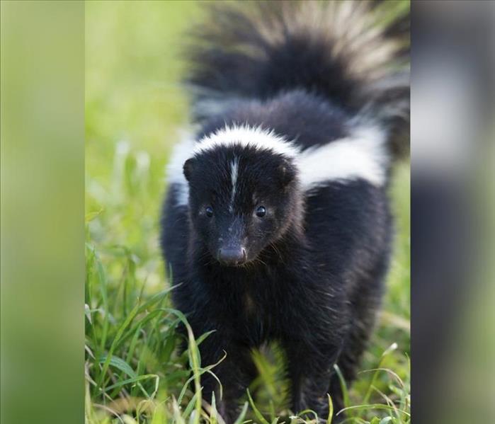 A photo of a skunk